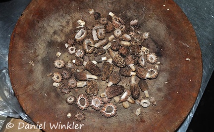 Morels sliced Dranggo DW Ms