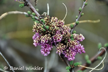 Myricaria squamosa - Tamariscaceae DW Ms