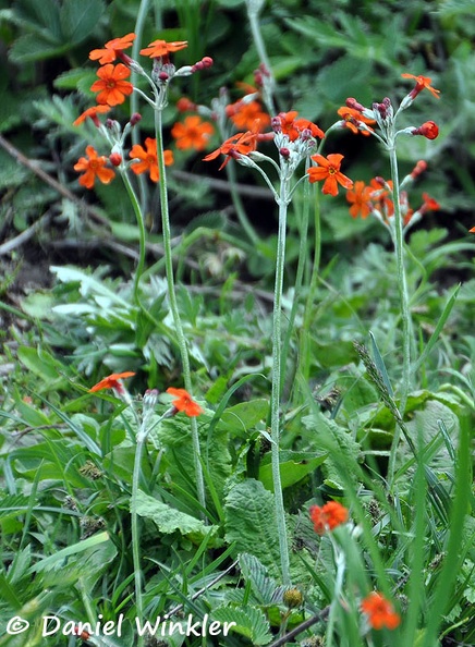 Primula cockburnia Dartsendo DW Ms.jpg