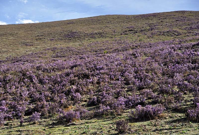 Rhododendron slope Litang 2015 DW Ms.jpg