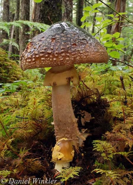 Amanita augusta Cordova 11 DW S.jpg