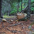 Boletes basket Girdwood DW S