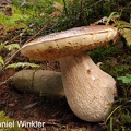 Boletus edulis Girdwood DW S