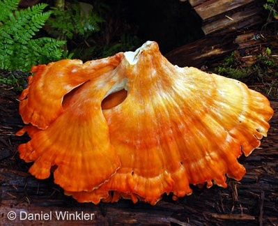 Laetiporus conifericola chunk Girdwood ed DW S