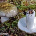 Russula aeruginea Cordova tight 2011 DW S