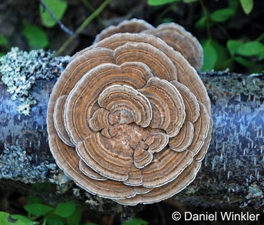 Trametes versicolor Girdwood DW S