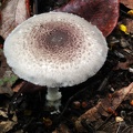 Agaricus buggy Chalalan Ed S-1811872024
