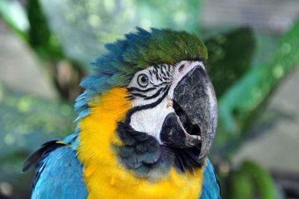 Ara ararauna Blue-Yellow Macaw face S