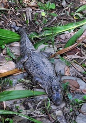 Caiman Senta Verde S