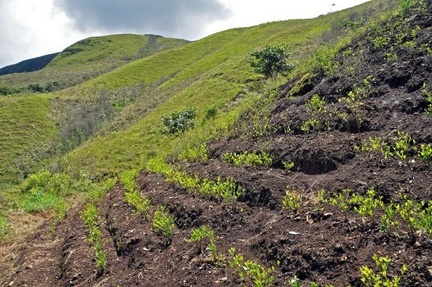 Coca (Erythroxylum coca) in Coroico S