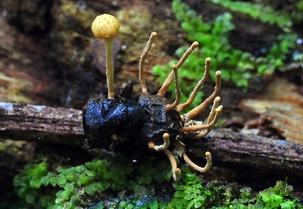 Cordyceps dipterigena Rurre S