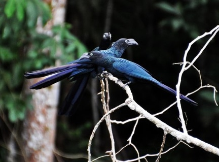 Crotophaga major Greater Ani Cr S