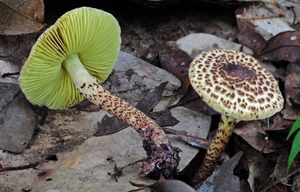 Cystolepiota sp S