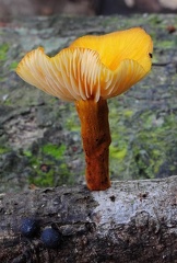 Flammulina Chalalan 2012 S