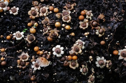 Geastrum Earth Star maybe G schweinitzii S