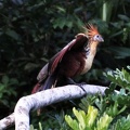Hoatzin – Opoisthocomus hoazin Cr S