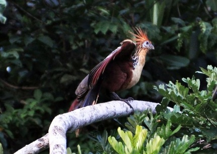Hoatzin – Opoisthocomus hoazin Cr S
