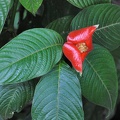 Hot Lips Psychotria S