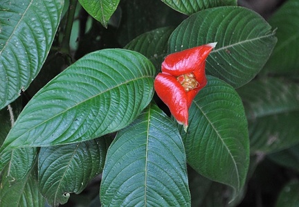 Hot Lips Psychotria S