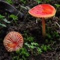 Hygrocybe Santa Ana Yard S