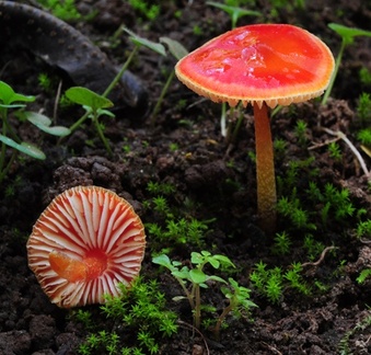Hygrocybe Santa Ana Yard S