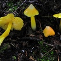 Hygrocybe yellow Group Coroico S