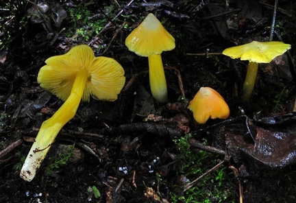 Hygrocybe yellow Group Coroico S