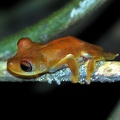 Hyla geographica Chalalan S