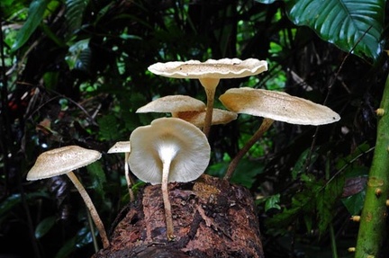 Lentinus crinitus disp S