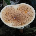 Lepiota hemisclera Chalalan (3) S