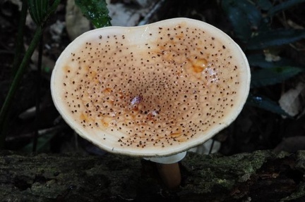 Lepiota hemisclera Chalalan (3) S