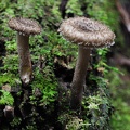 Lentinus sp S