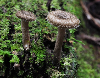 Lentinus sp S