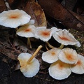 Lepiota sp group Cr S