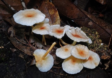Lepiota sp group Cr S