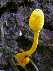 Leucocoprinus birnbaumii Chalalan 2012 S