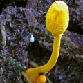 Leucocoprinus birnbaumii Chalalan 2012 S