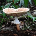 Lepiota hemisclera Chalalan (4) S
