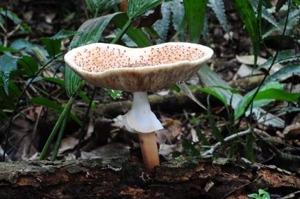 Lepiota hemisclera Chalalan (4) S