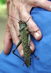Locust hand S