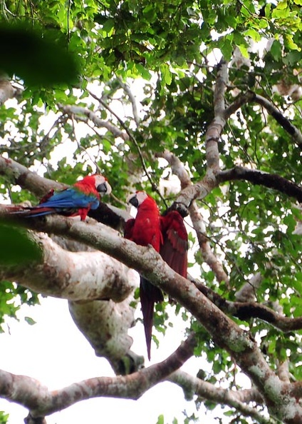 Macaws in the canopy S.jpg
