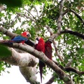 Macaws in the canopy S