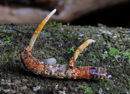 Metacordyceps martialisQQ Rurre S