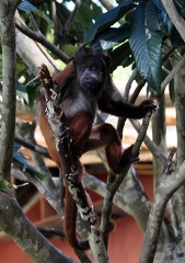 Monkey Senta Verde S