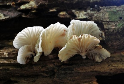 Nothopanus eugrammus 0570 S