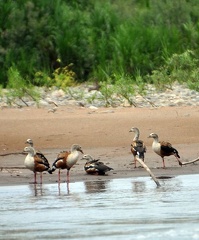 Orinoco Goose (Neochen jubata) S