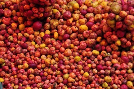 Papas red &amp; yellow S