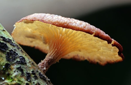 Polyporus cfQ tenuiculus Comp Cr Rurre S