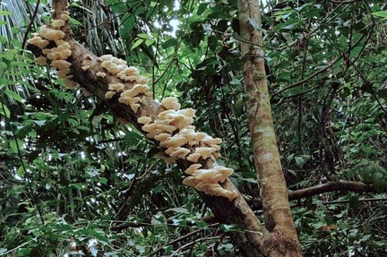 Polyporus tenuiculus fruiting 2012 S-867308044