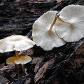 Polyporus tricholoma Q S